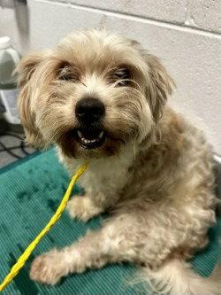 DA 15  Dolly HHS RRP, Adoptable, Adult Female Shih Tzu.