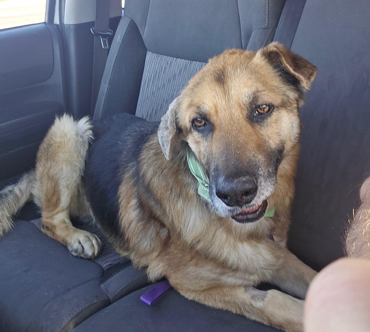 Murphy, Adult Male unknown