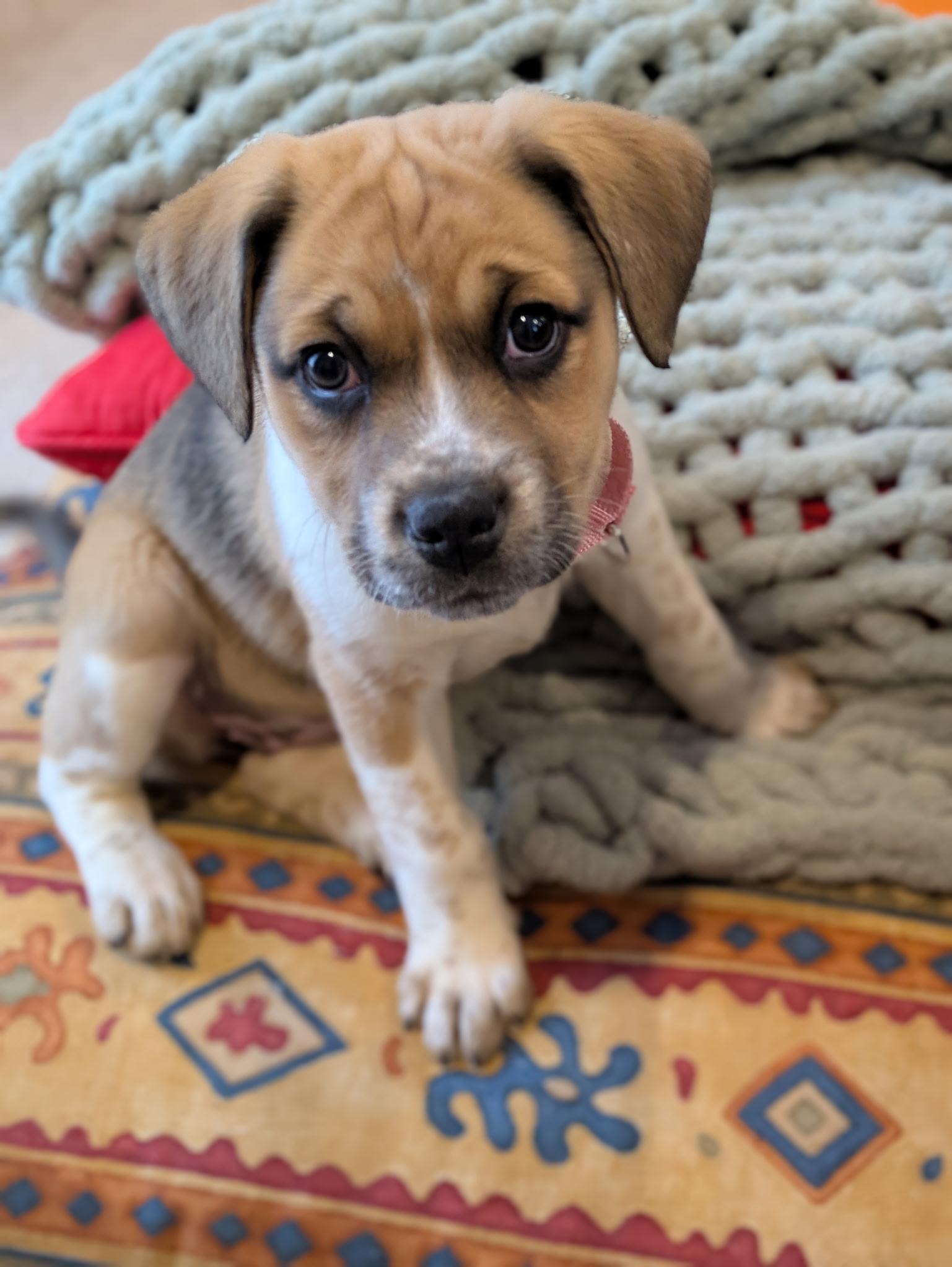 Enlarge Cannoli, an adopted mixed breed in Columbia, MD image 1/4