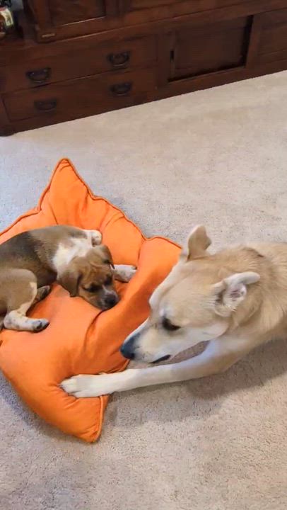 Enlarge Cannoli, an adopted mixed breed in Columbia, MD video 4/4