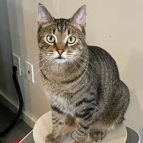 Emmitt, Adoptable, Young Male Domestic Short Hair.
