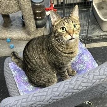 Emmitt, a Adoptable Domestic Short Hair in Devils Lake, ND image 2/3