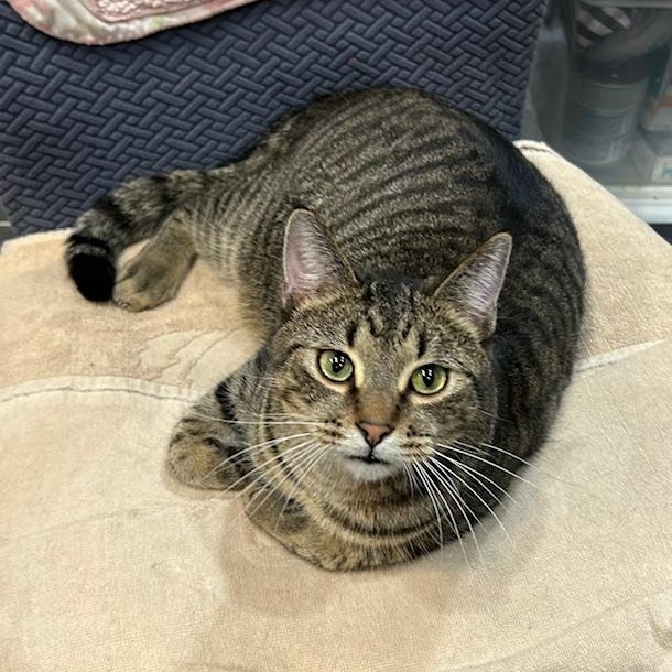 Emmitt, a Adoptable Domestic Short Hair image 1/2