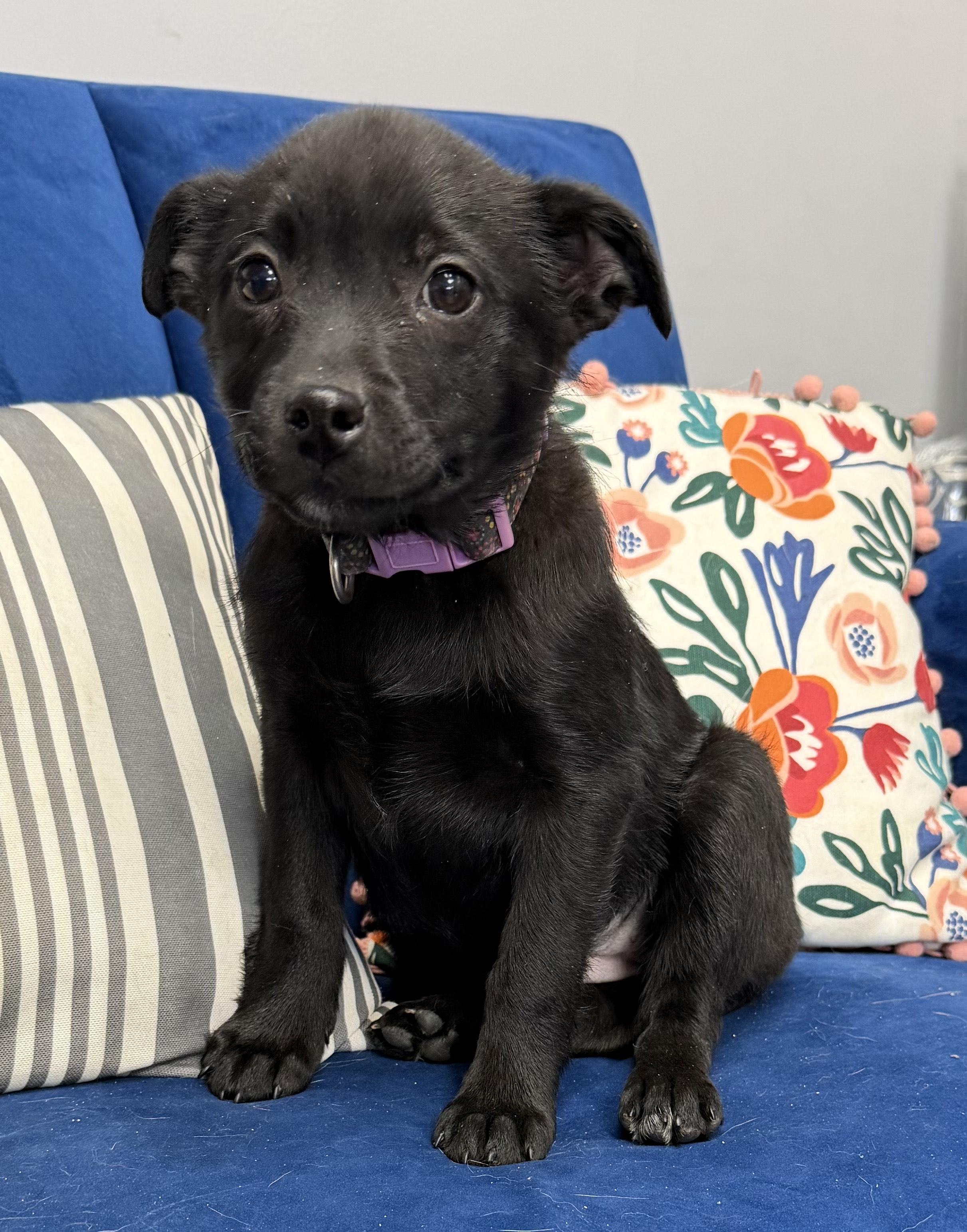 Mossimo, ADOPTABLE, Puppy Female Australian Cattle Dog / Blue Heeler.
