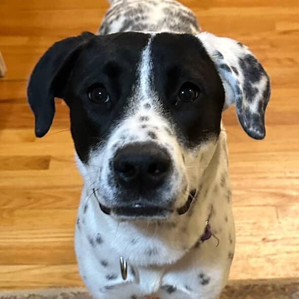 Enlarge JUNE, an adopted mixed breed in Cranston, RI image 1/6