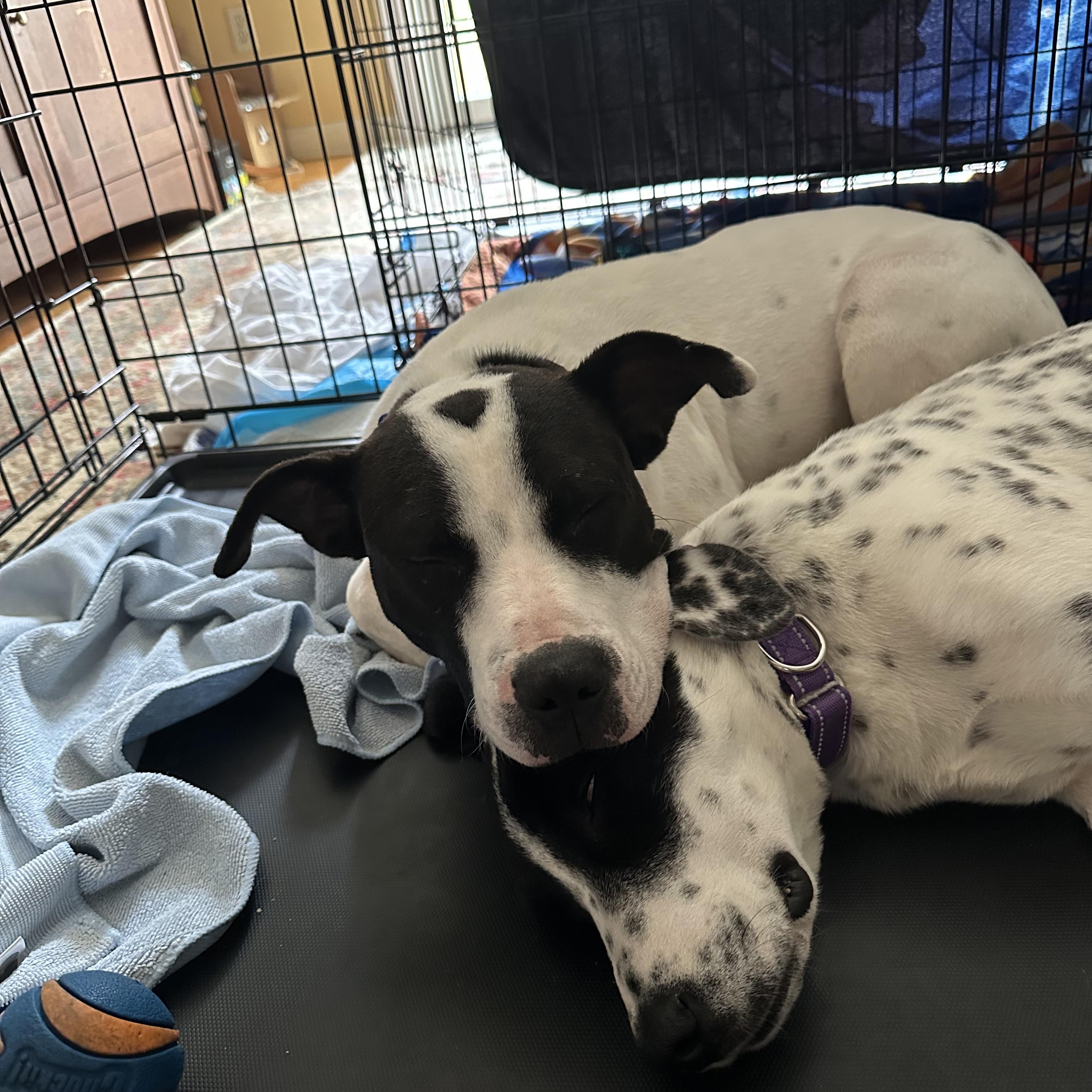 JUNE, a Adoptable mixed breed in Cranston, RI image 4/6