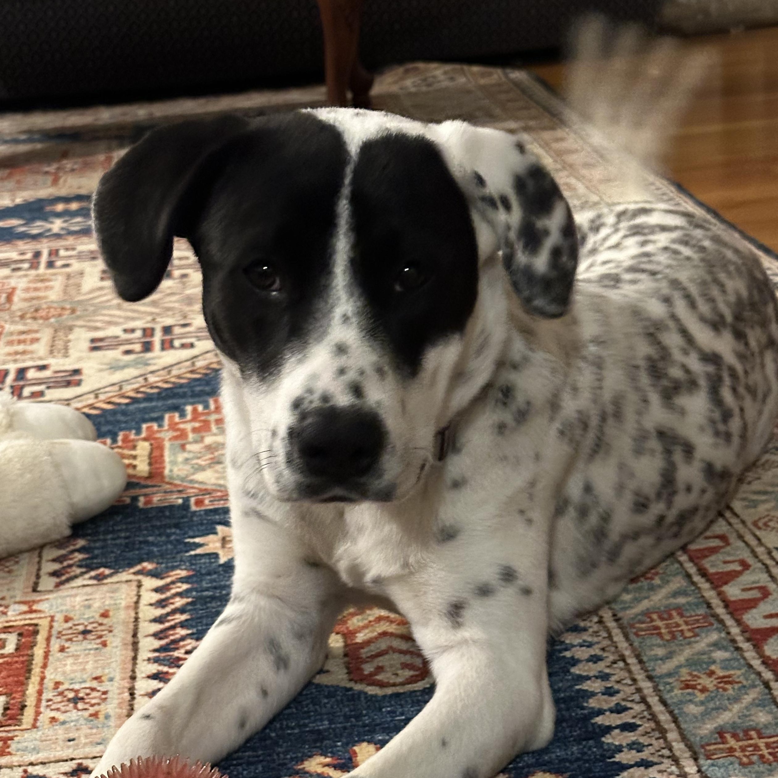 JUNE, a Adoptable mixed breed in Cranston, RI image 1/6