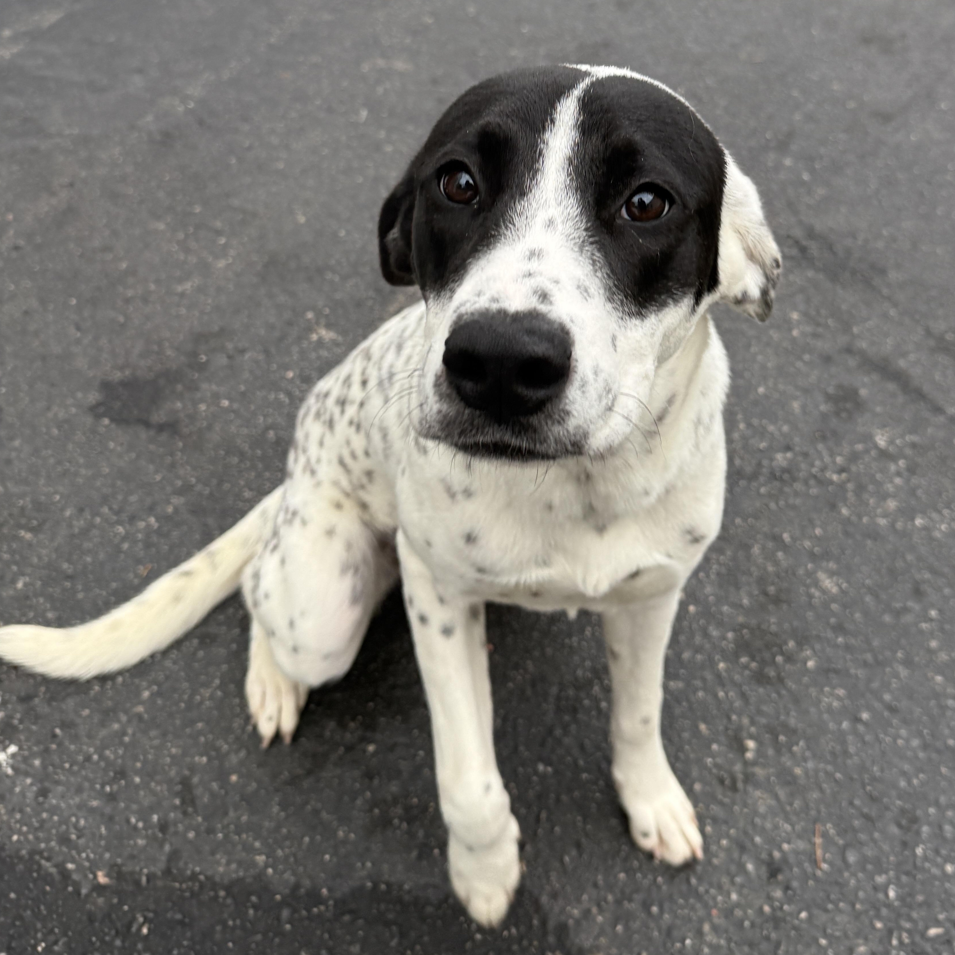 JUNE, a Adoptable mixed breed in Cranston, RI image 2/6