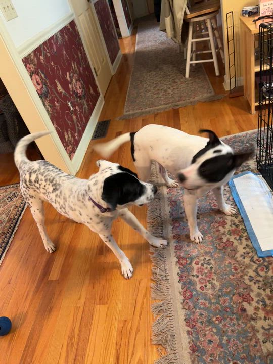 Enlarge JUNE, a Adoptable mixed breed in Cranston, RI video 6/6