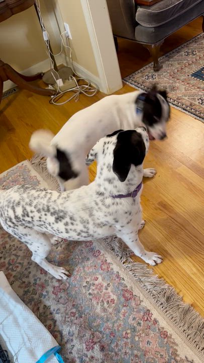 Enlarge JUNE, a Adoptable mixed breed in Cranston, RI video 5/6