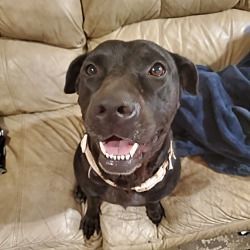 Gypsy, Adoptable, Adult Female Labrador Retriever.