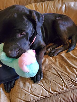 Gypsy, a Adoptable mixed breed in White Settlement, TX image 2/10