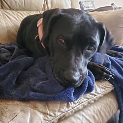 Gypsy, a Adoptable mixed breed in White Settlement, TX image 3/10