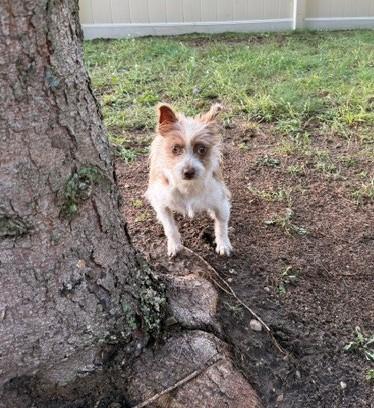 Enlarge Doobie, a Adopted mixed breed in Bellaire, MI image 1/1