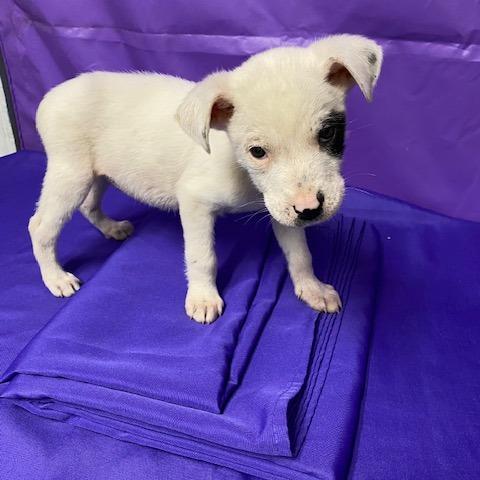 Enlarge Warren, a Adoptable mixed breed in North Myrtle Beach, SC image 1/2