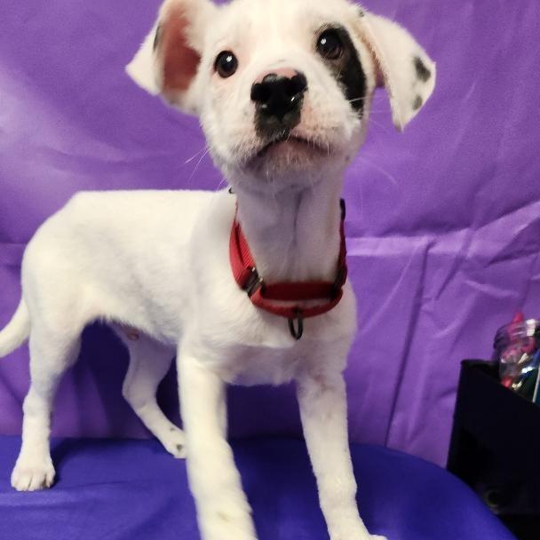 Enlarge Warren, a Adoptable mixed breed in North Myrtle Beach, SC image 2/2