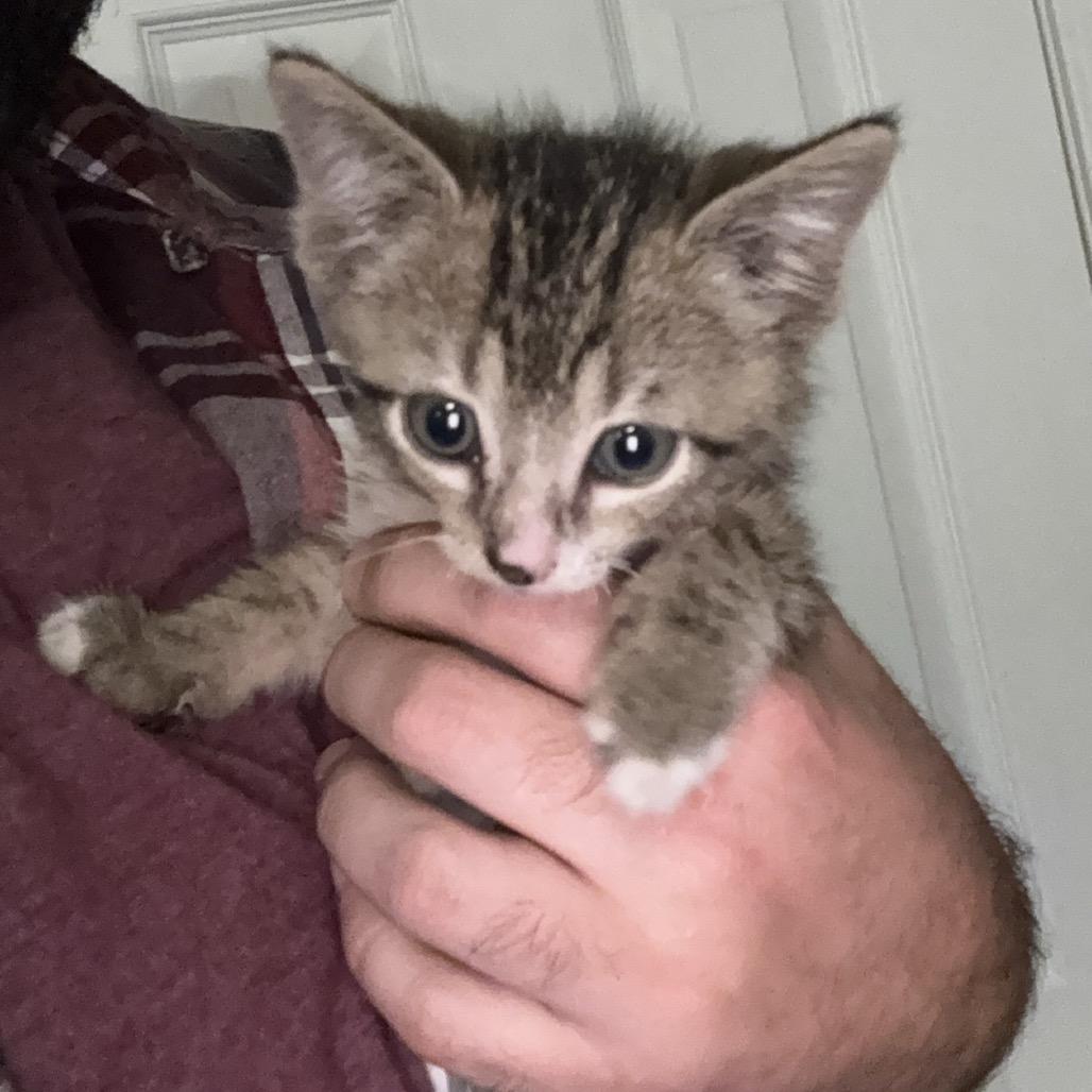 Juniper, Adoptable, Kitten Male Domestic Short Hair.