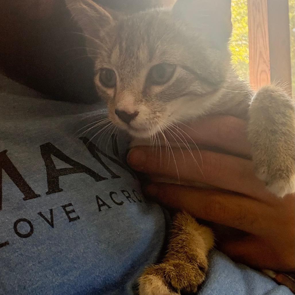 Enlarge Juniper, a Adoptable Domestic Short Hair in Tupelo, MS image 2/3