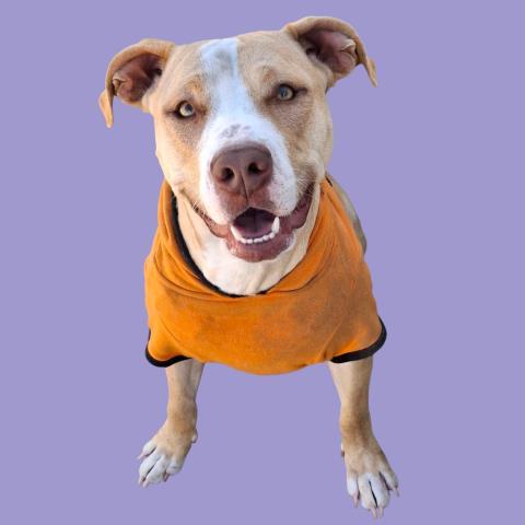 Sophia -- URGENT! LONGTIME RESIDENT!, adoptable, Adult Female Staffordshire Bull Terrier.