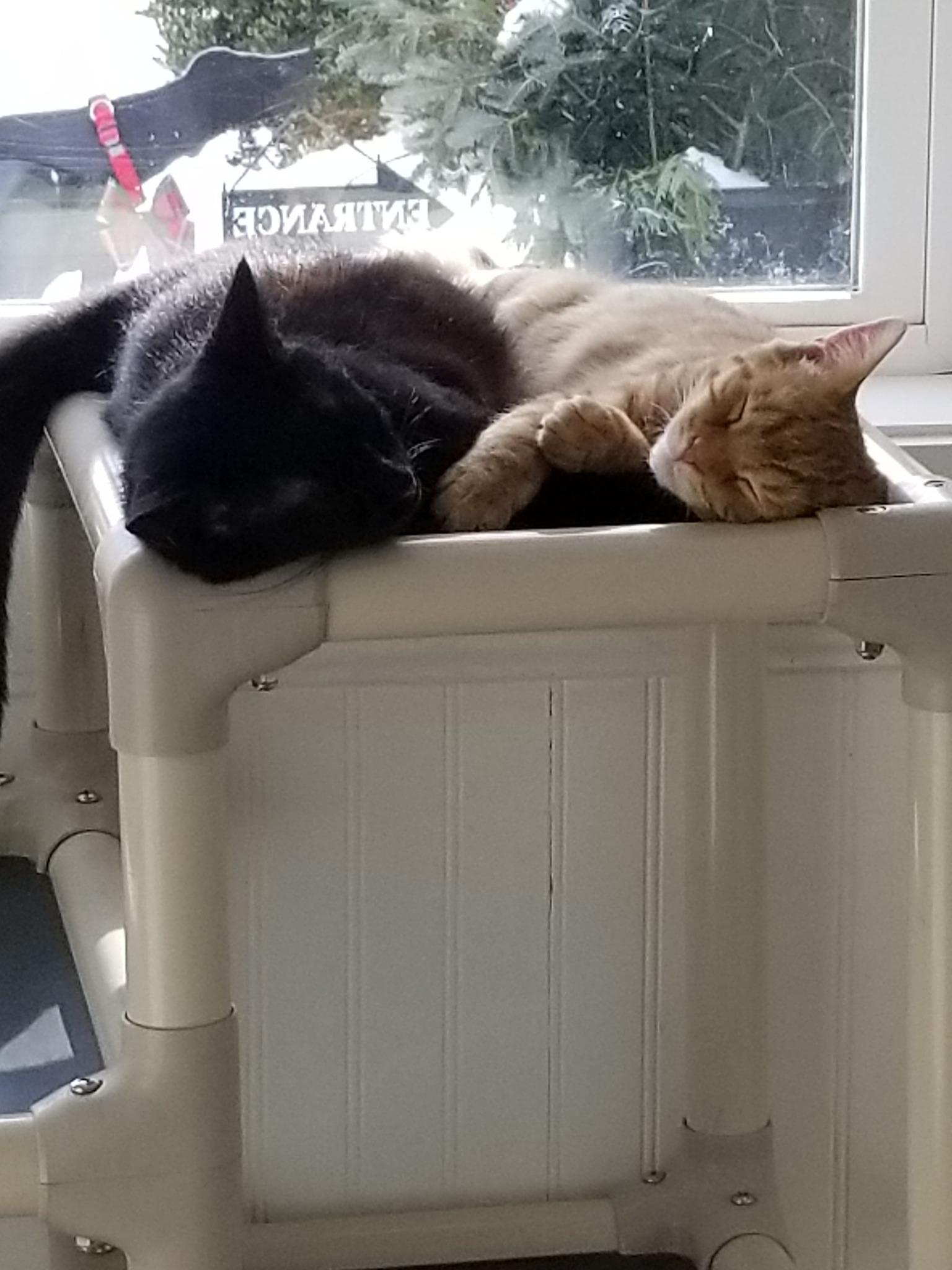 PBJ & Alex Van Tailen, adoptable, Kitten Male Domestic Short Hair.