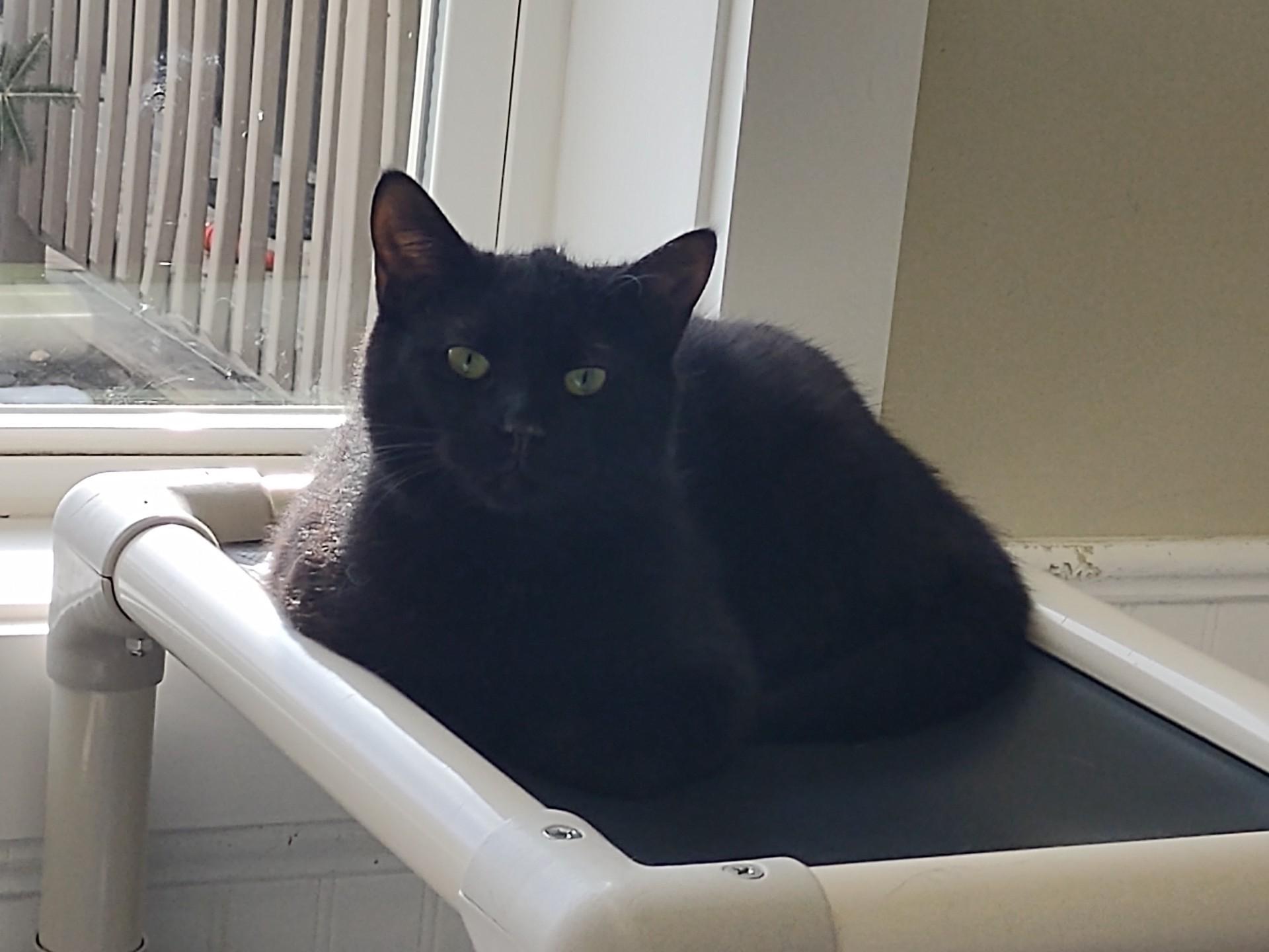 Enlarge PBJ & Alex Van Tailen, an adoptable Domestic Short Hair in Montour Falls, NY image 5/5