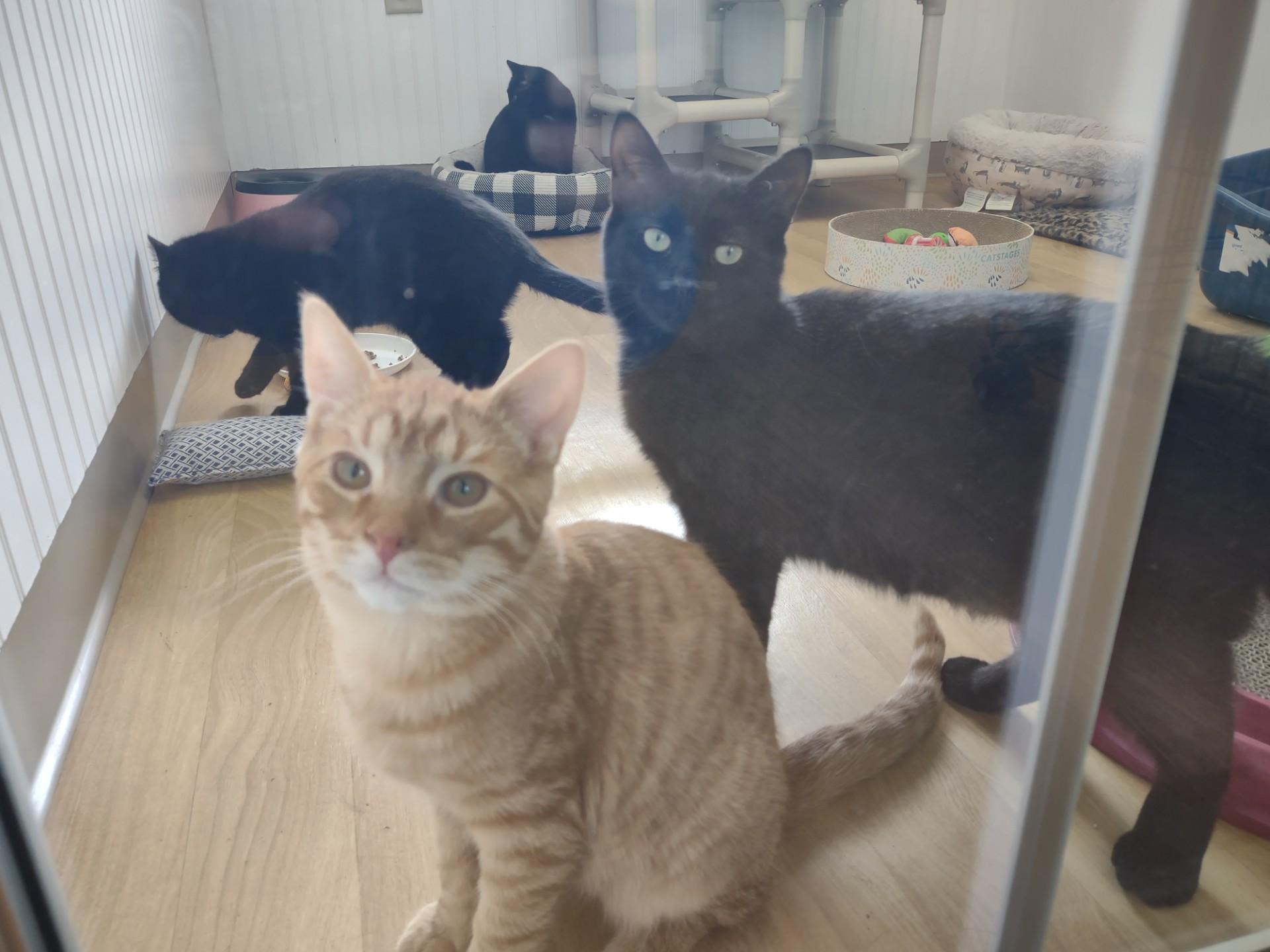 Enlarge PBJ & Alex Van Tailen, an adoptable Domestic Short Hair in Montour Falls, NY image 2/5