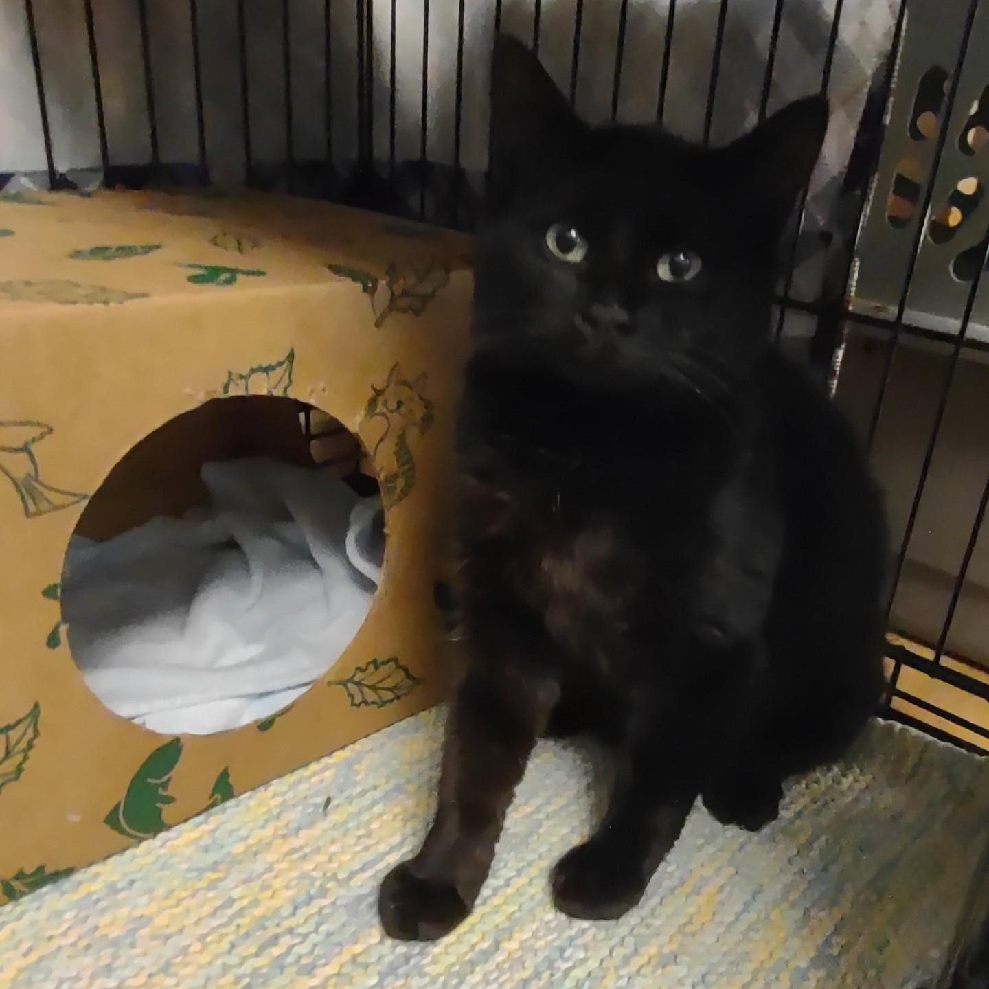 PBJ, adoptable, Kitten Male Domestic Short Hair.