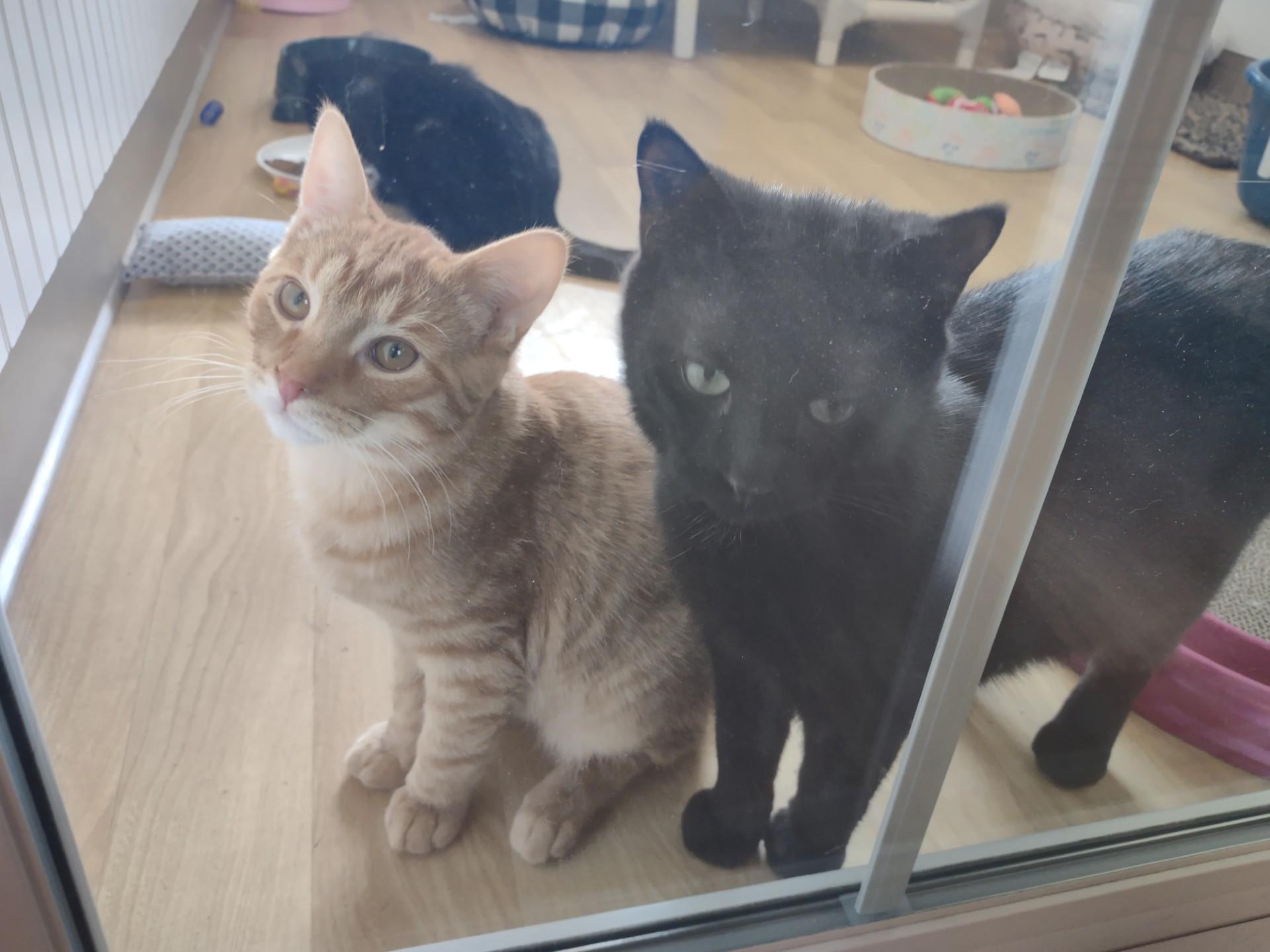 Enlarge PBJ & Alex Van Tailen, an adoptable Domestic Short Hair in Montour Falls, NY image 4/5