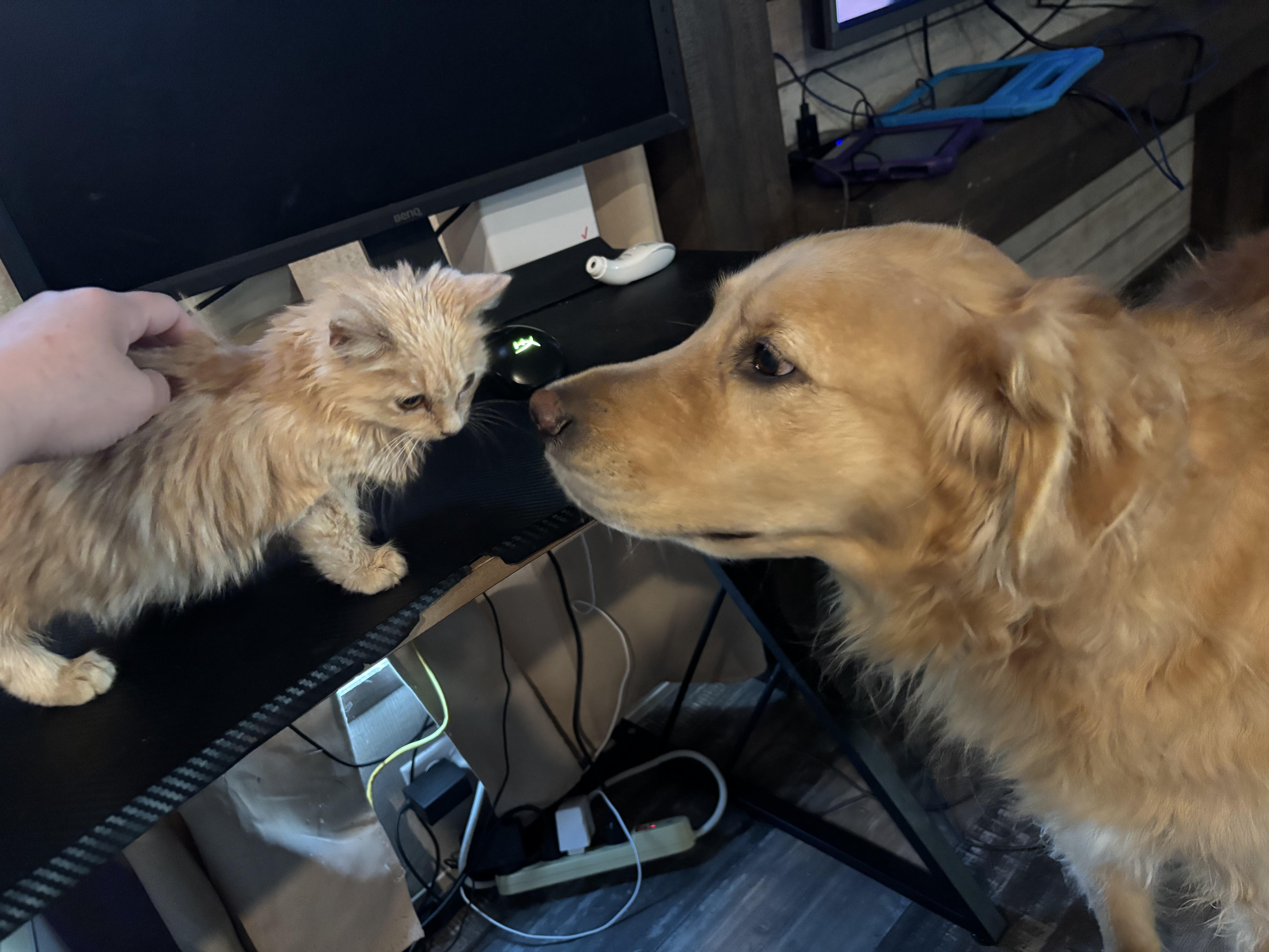 Calypso, an adopted Domestic Long Hair in Glastonbury, CT image 3/6