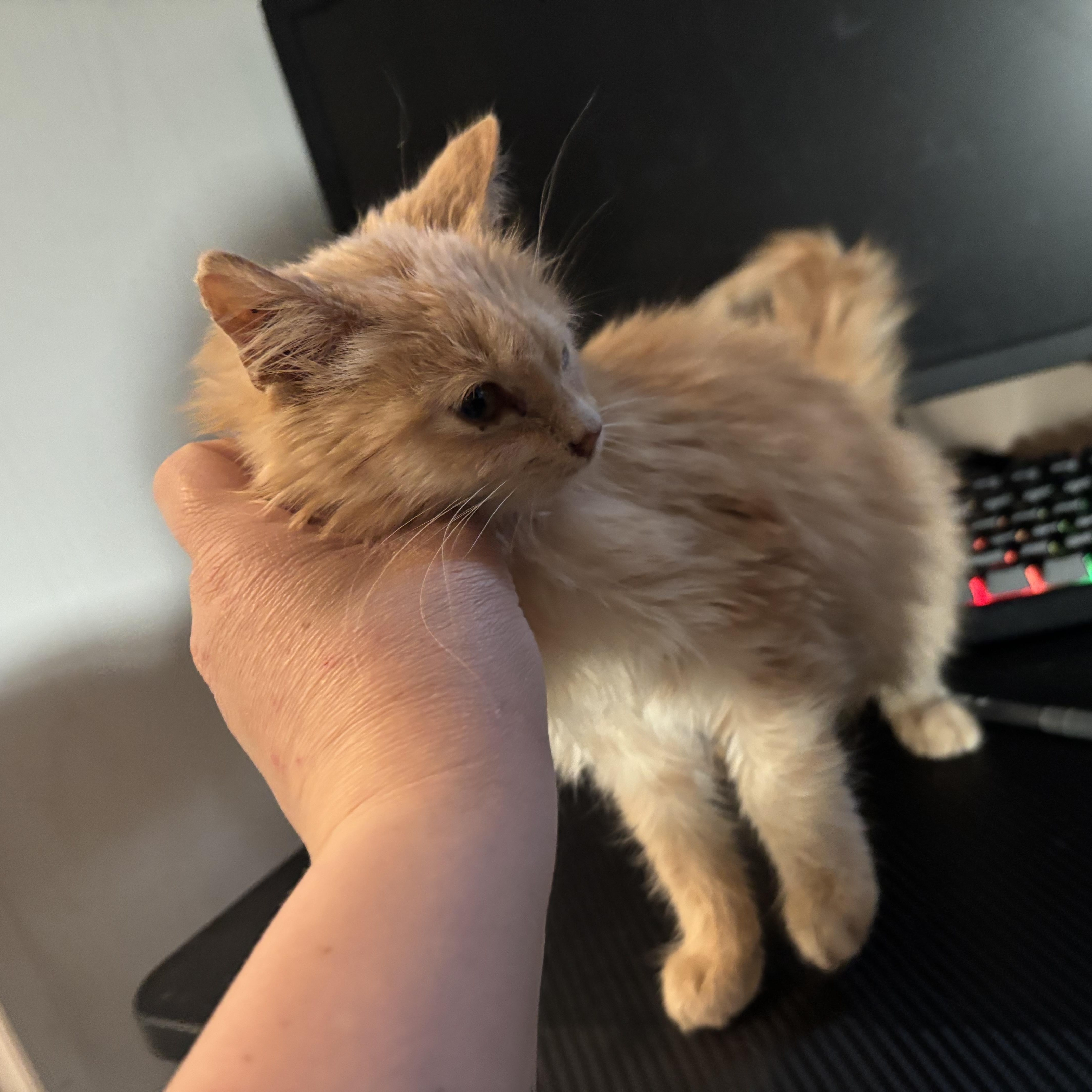 Calypso, an adopted Domestic Long Hair in Glastonbury, CT image 4/6