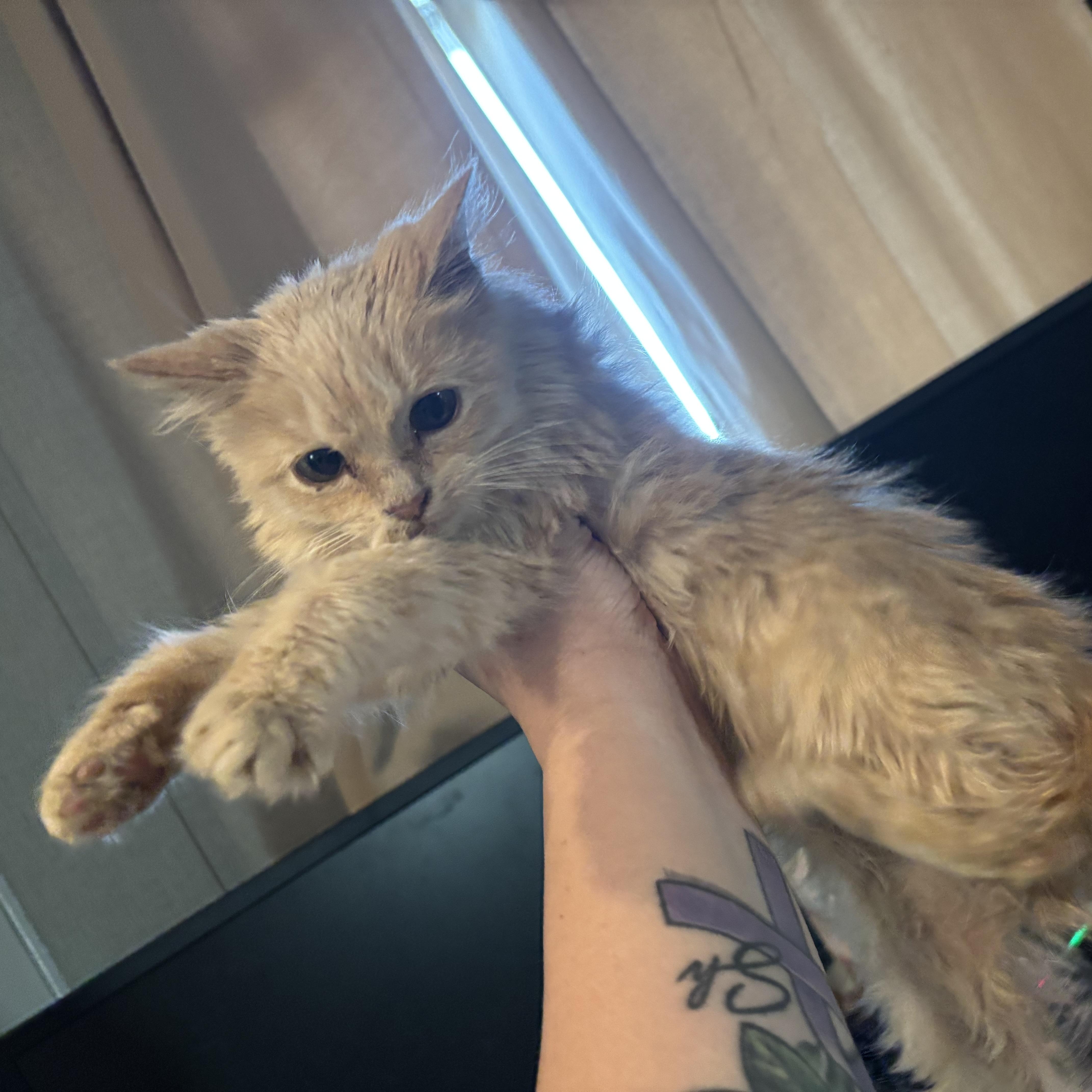 Calypso, adopted, Kitten Female Domestic Long Hair.