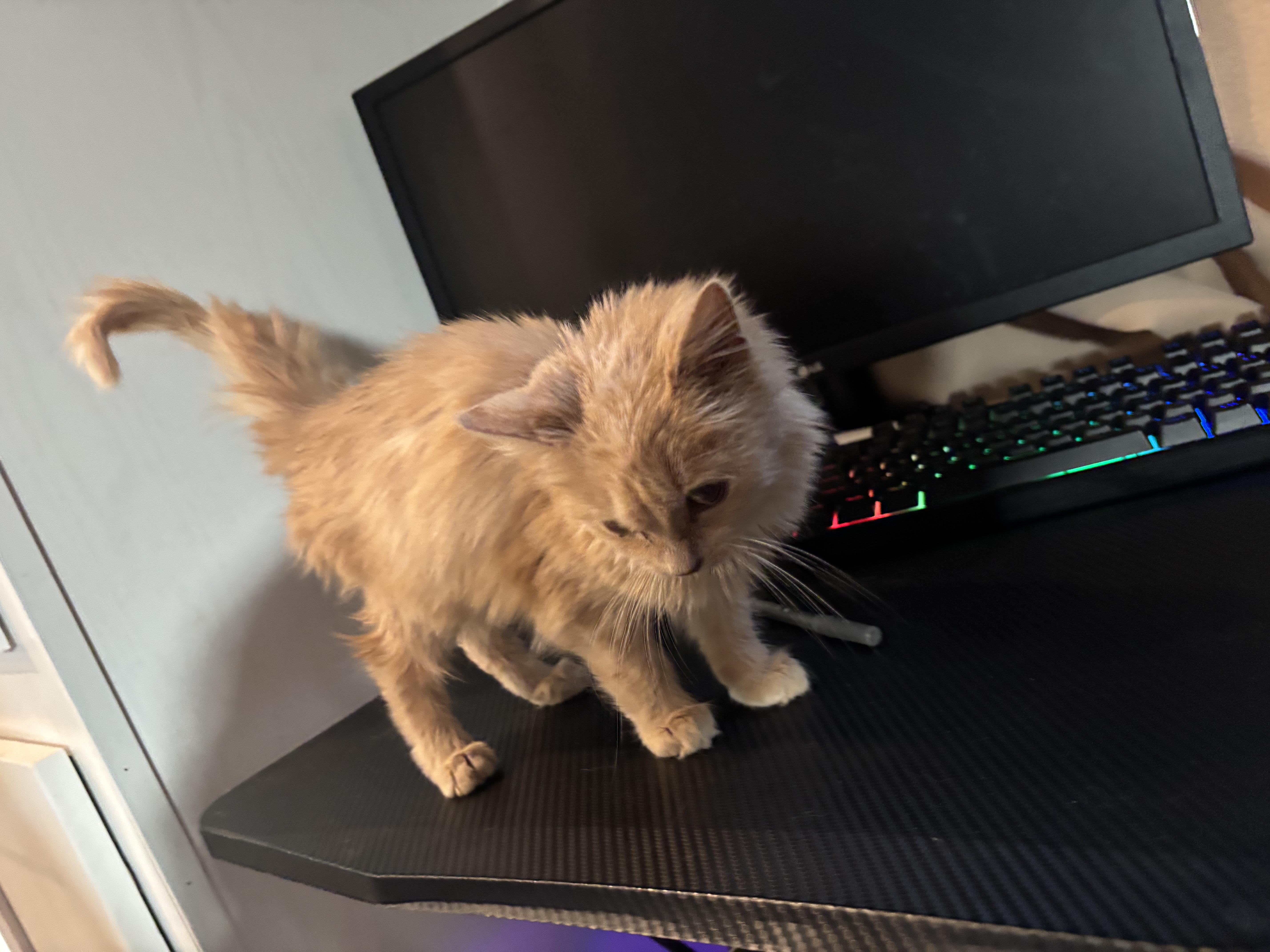 Calypso, an adopted Domestic Long Hair in Glastonbury, CT image 5/6