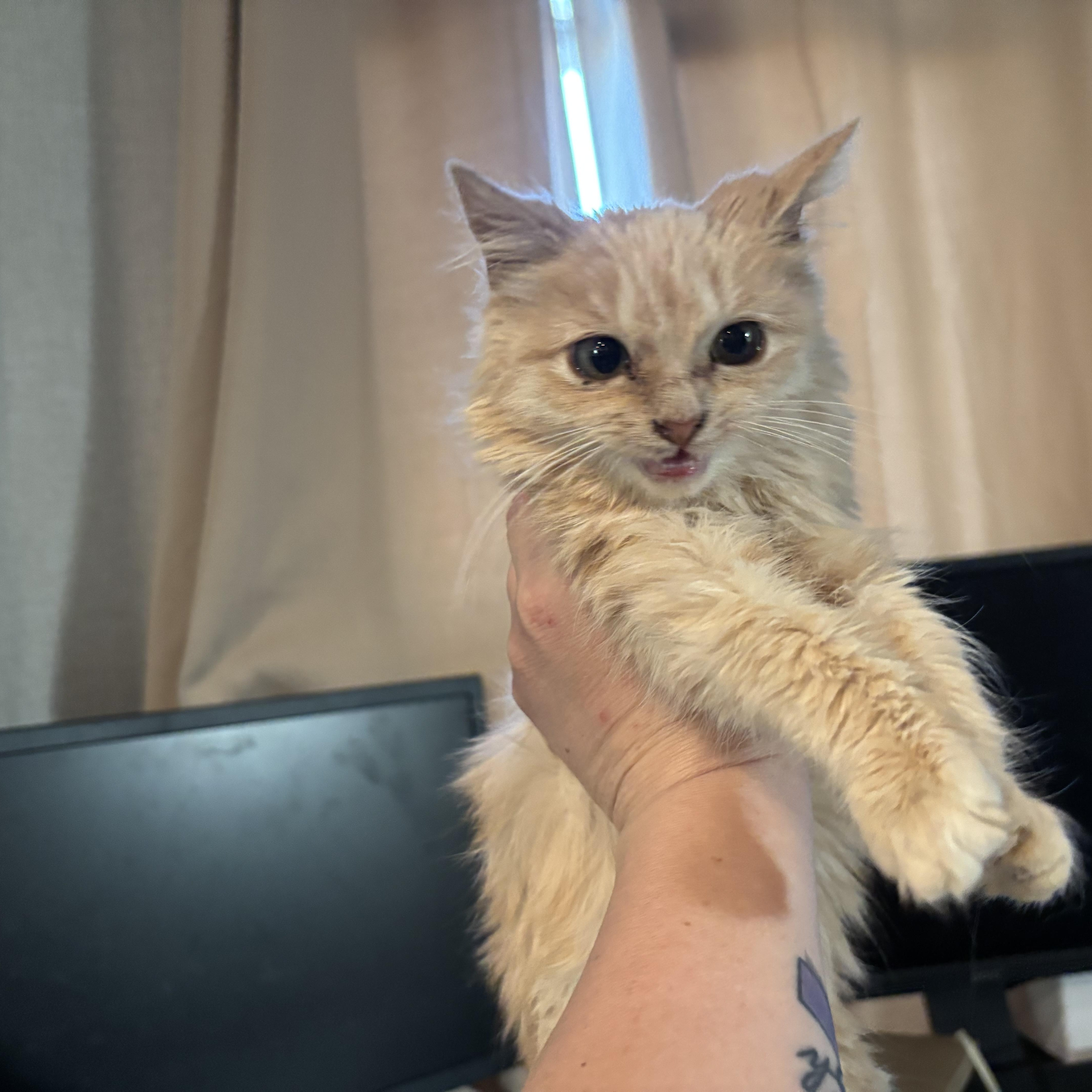 Calypso, an adopted Domestic Long Hair in Glastonbury, CT image 2/6