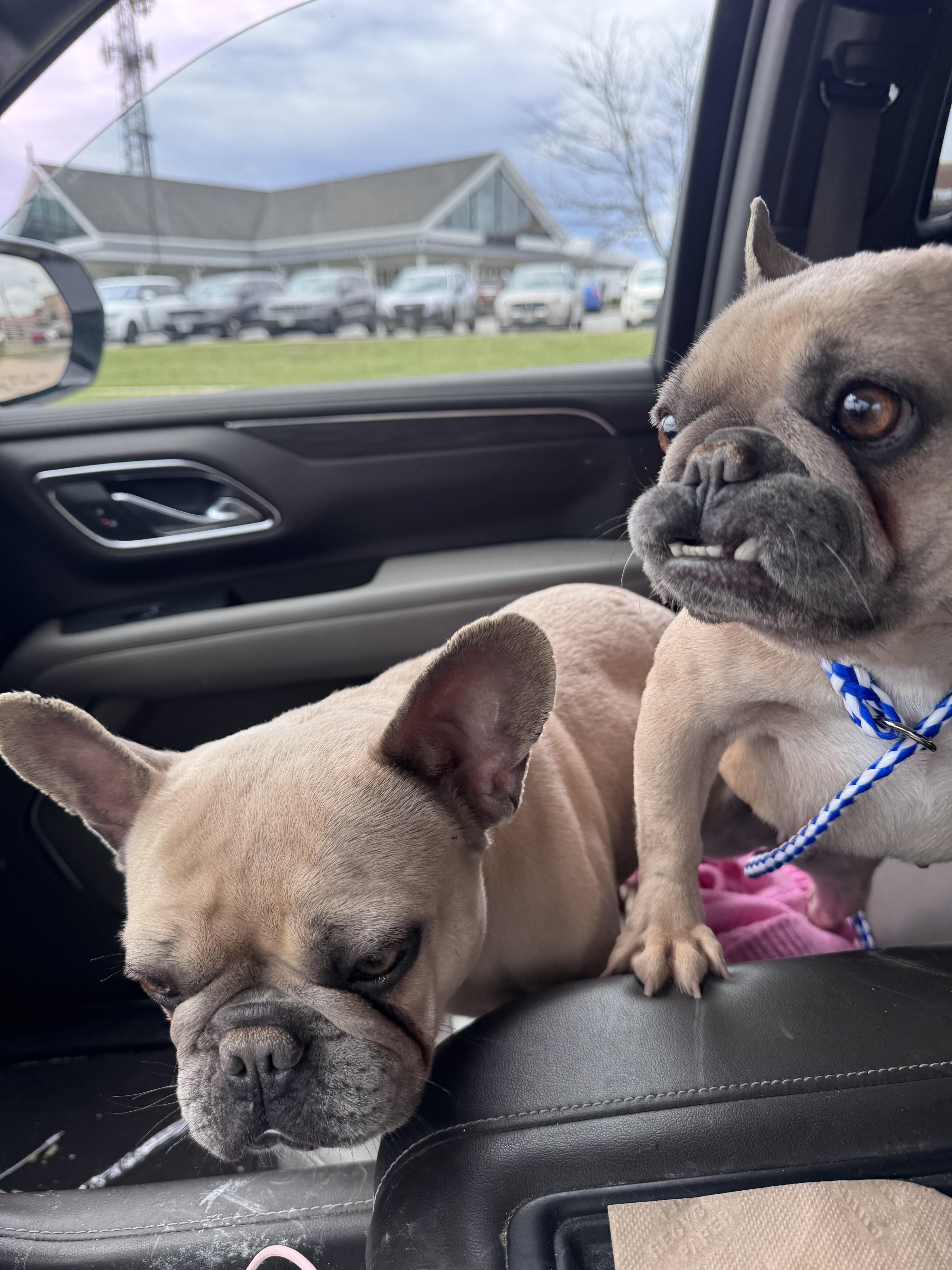 Jilly and Myla , adopted, Adult Female French Bulldog.