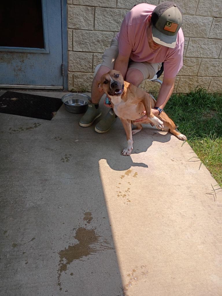 Baby, Adoptable, Young Female Mixed Breed.