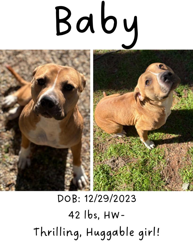 Enlarge Baby, a Adoptable mixed breed in Albany, GA image 2/6