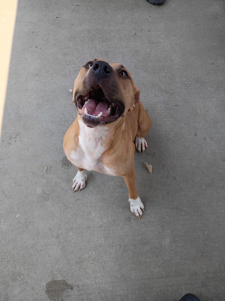 Enlarge Baby, a Adoptable mixed breed in Albany, GA image 3/6