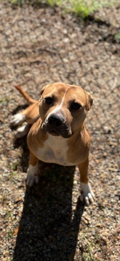 Enlarge Baby, a Adoptable mixed breed in Albany, GA image 4/6