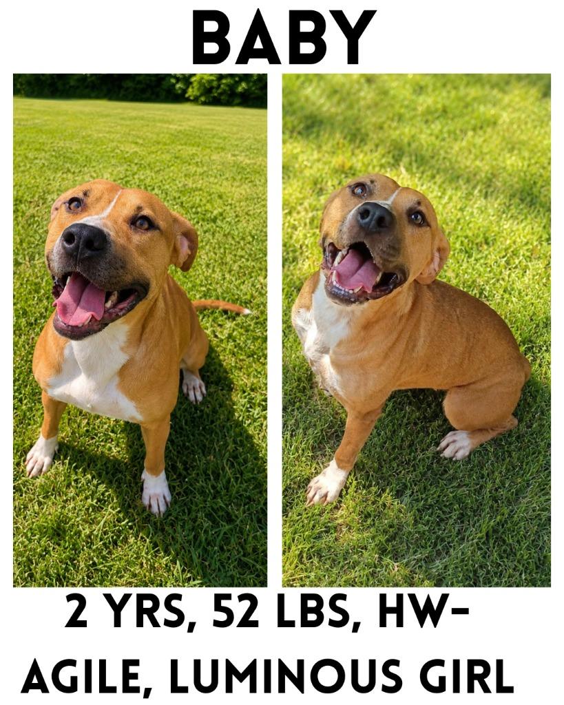 Enlarge Baby, a Adoptable mixed breed in Albany, GA image 5/6