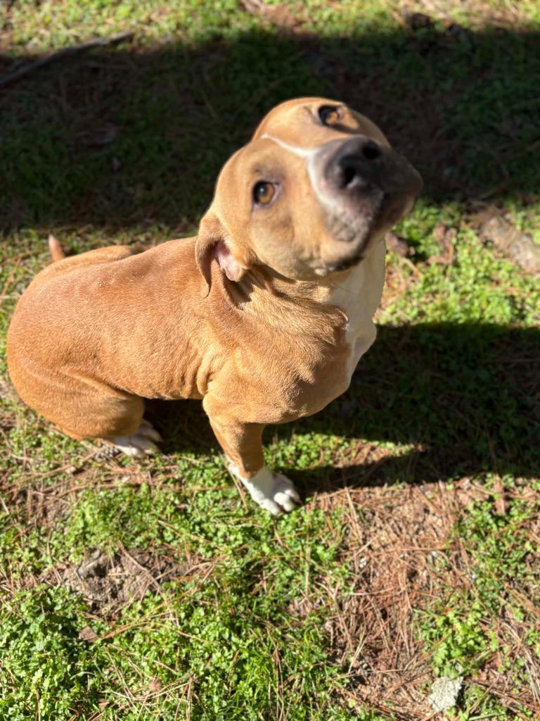 Enlarge Baby, a Adoptable mixed breed in Albany, GA image 6/6