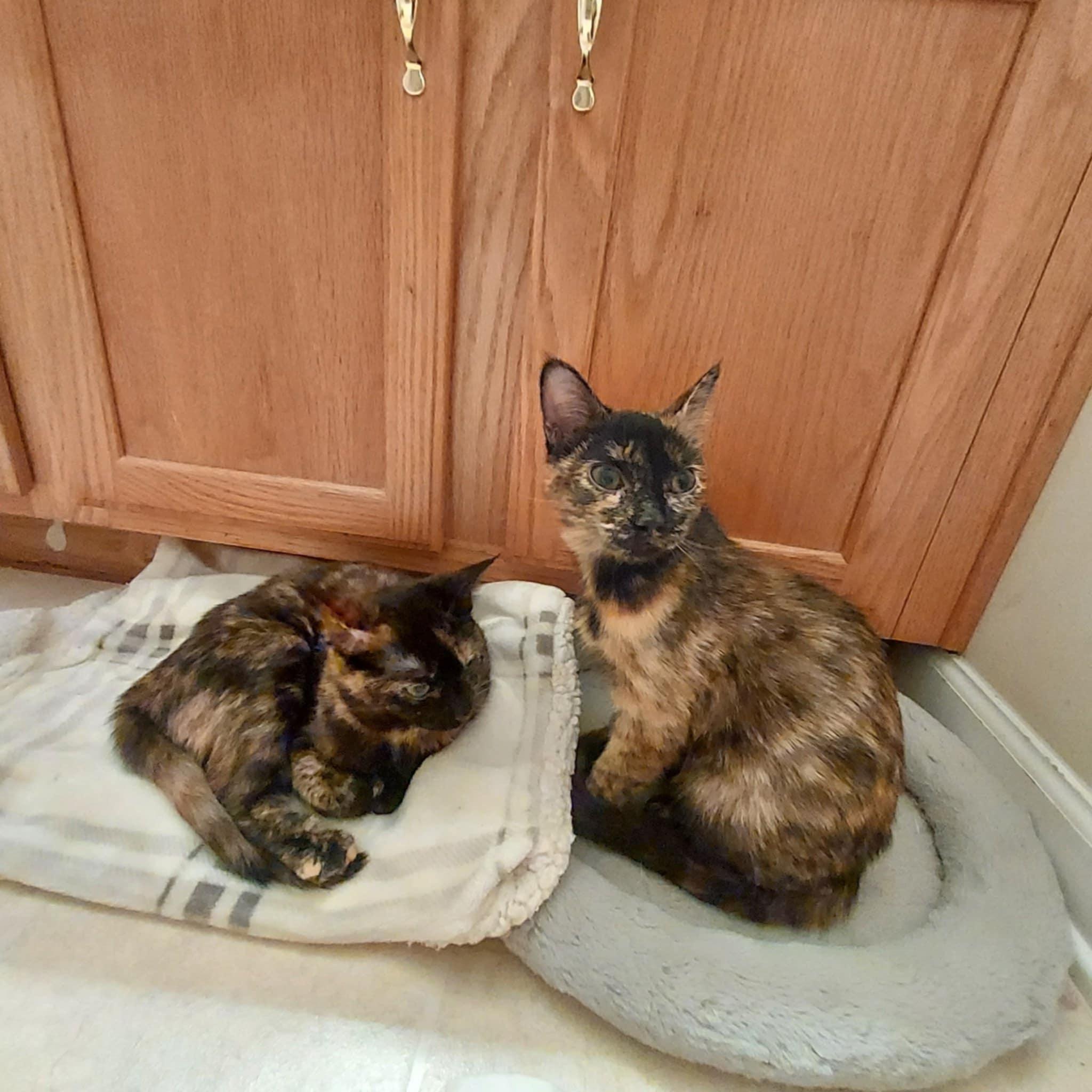 Hallie and Allie, Adoptable, Adult Female Tortoiseshell.