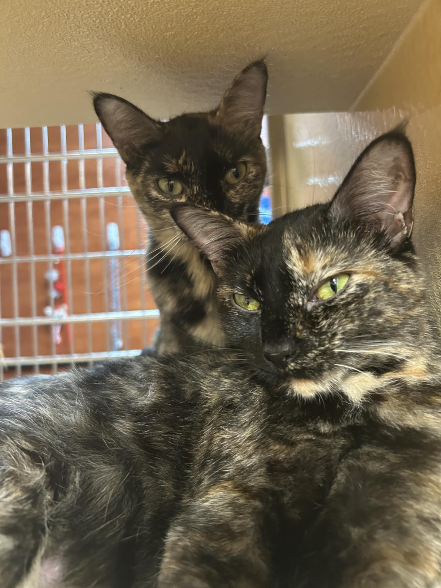 Hallie and Allie, a Adoptable Tortoiseshell image 2/2