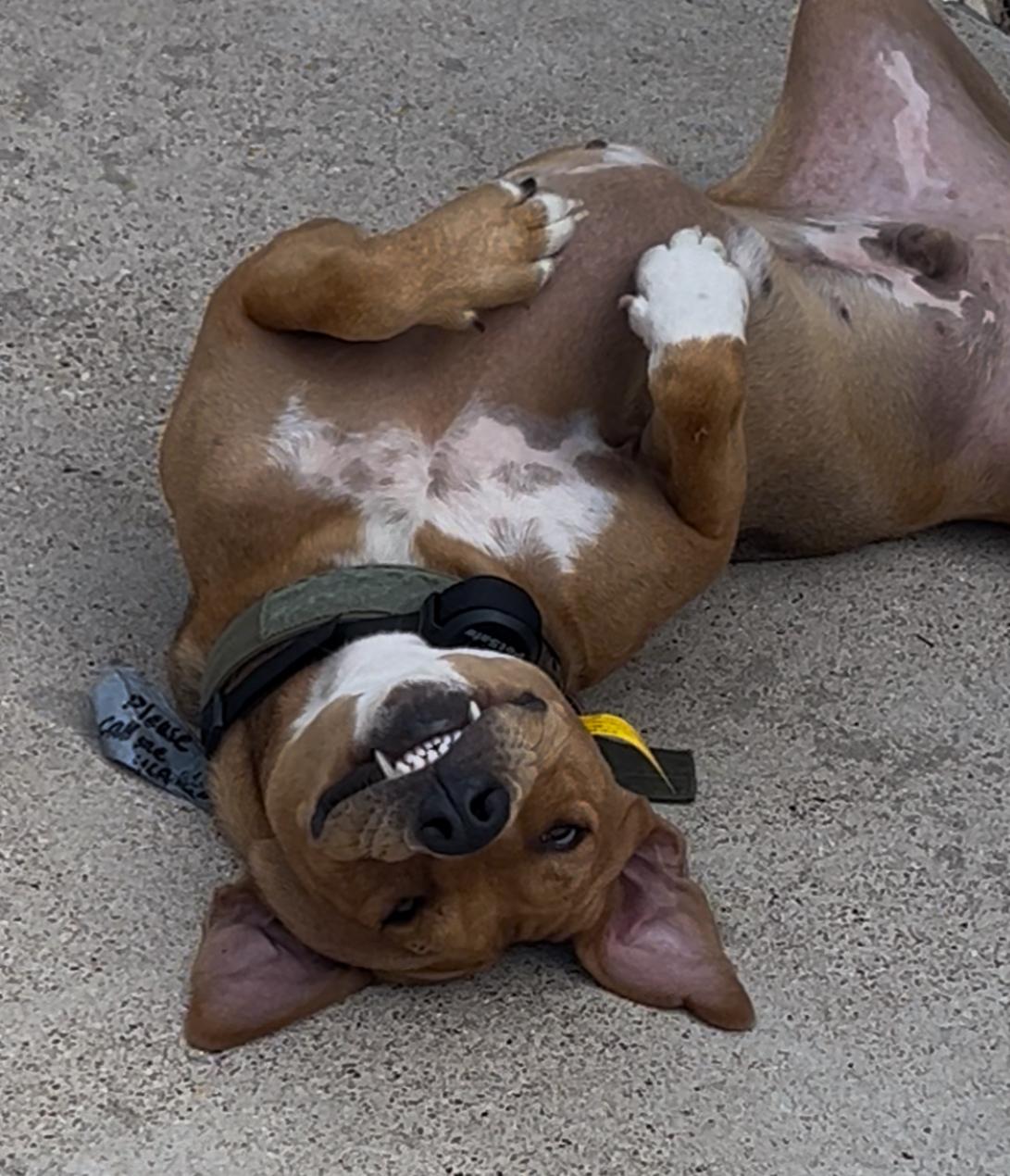 Enlarge Buddy, an adopted mixed breed in Columbus , OH image 3/4