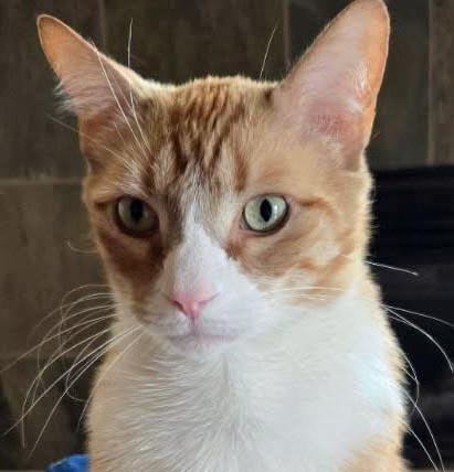 Lion, Adoptable, Adult Male Domestic Short Hair.