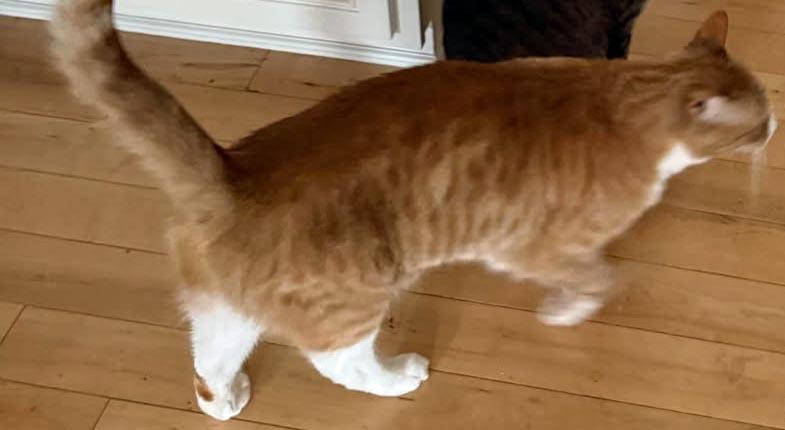 Lion, a Adoptable Domestic Short Hair in Salem, OR image 4/4