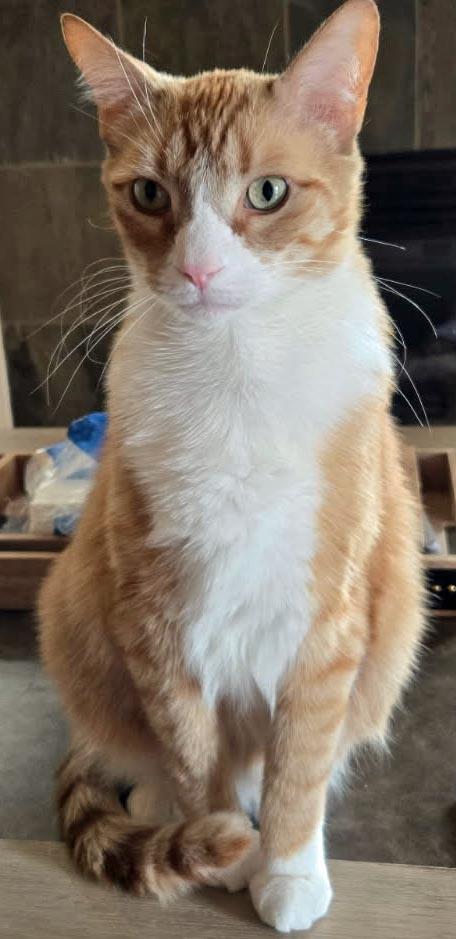 Lion, a Adoptable Domestic Short Hair in Salem, OR image 3/4