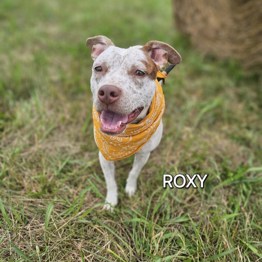 Roxy, Adoptable, Adult Female Mixed Breed & Mixed Breed.