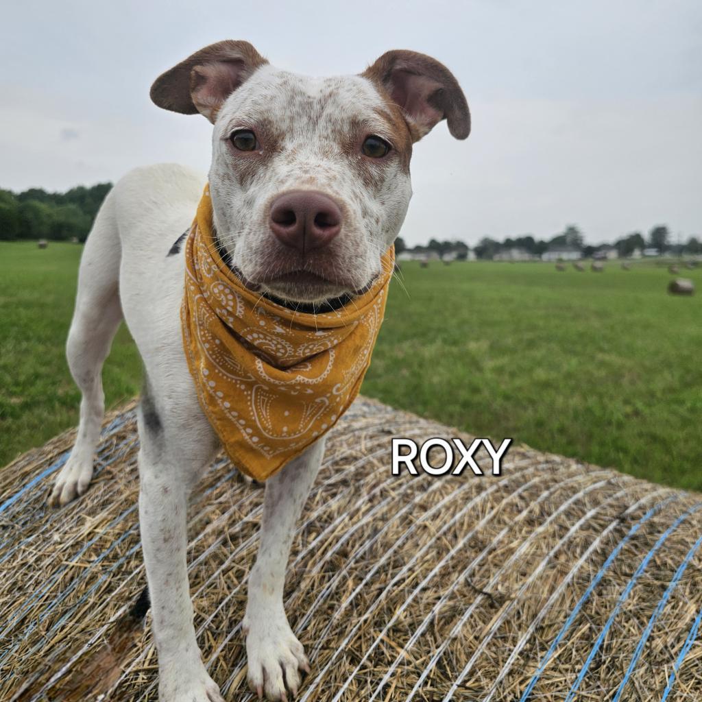 Enlarge Roxy, a Adoptable mixed breed in Madisonville, TN image 2/6