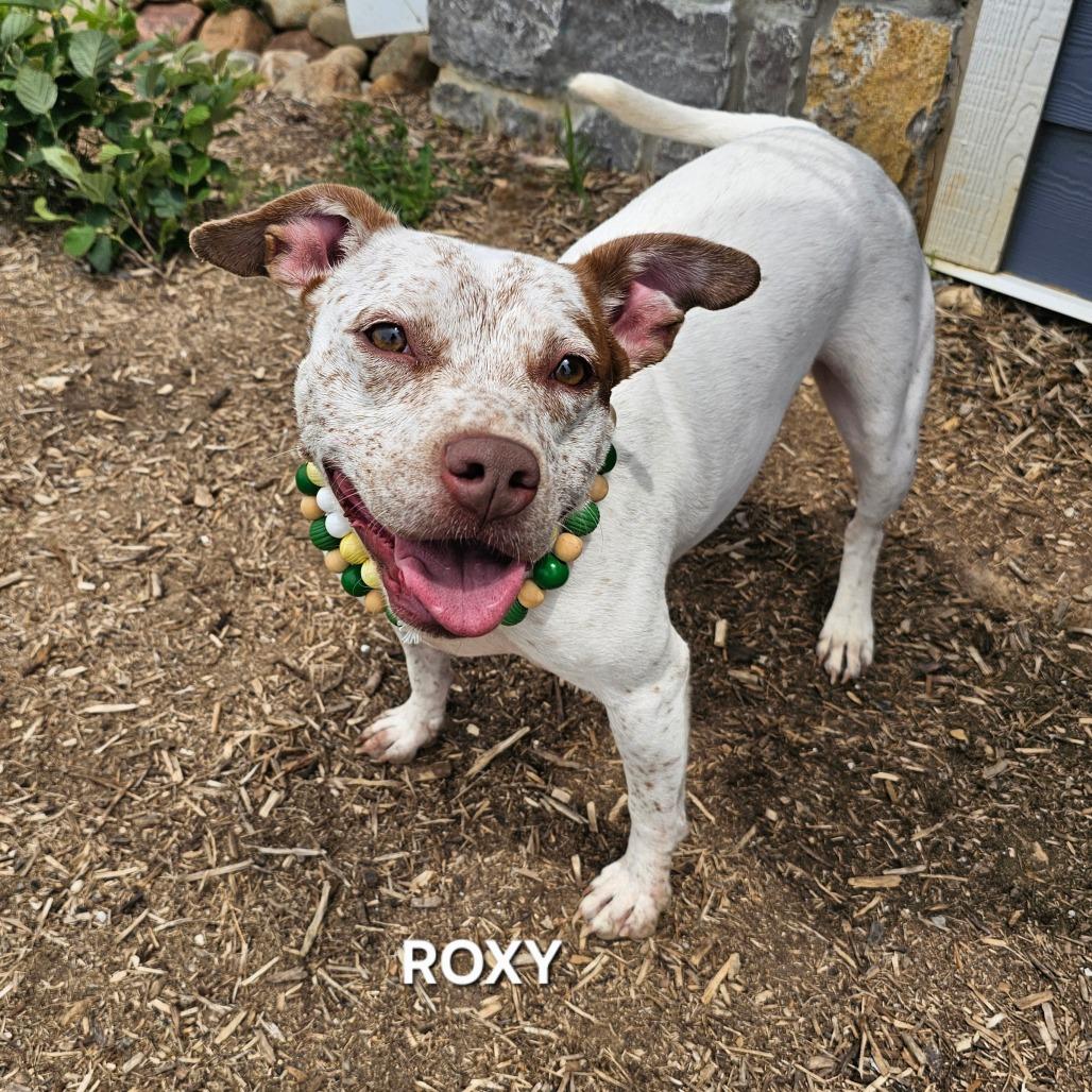 Enlarge Roxy, a Adoptable mixed breed in Madisonville, TN image 3/6
