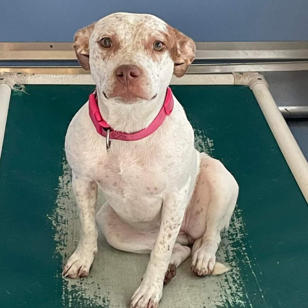 Enlarge Roxy, a Adoptable mixed breed in Madisonville, TN image 4/6